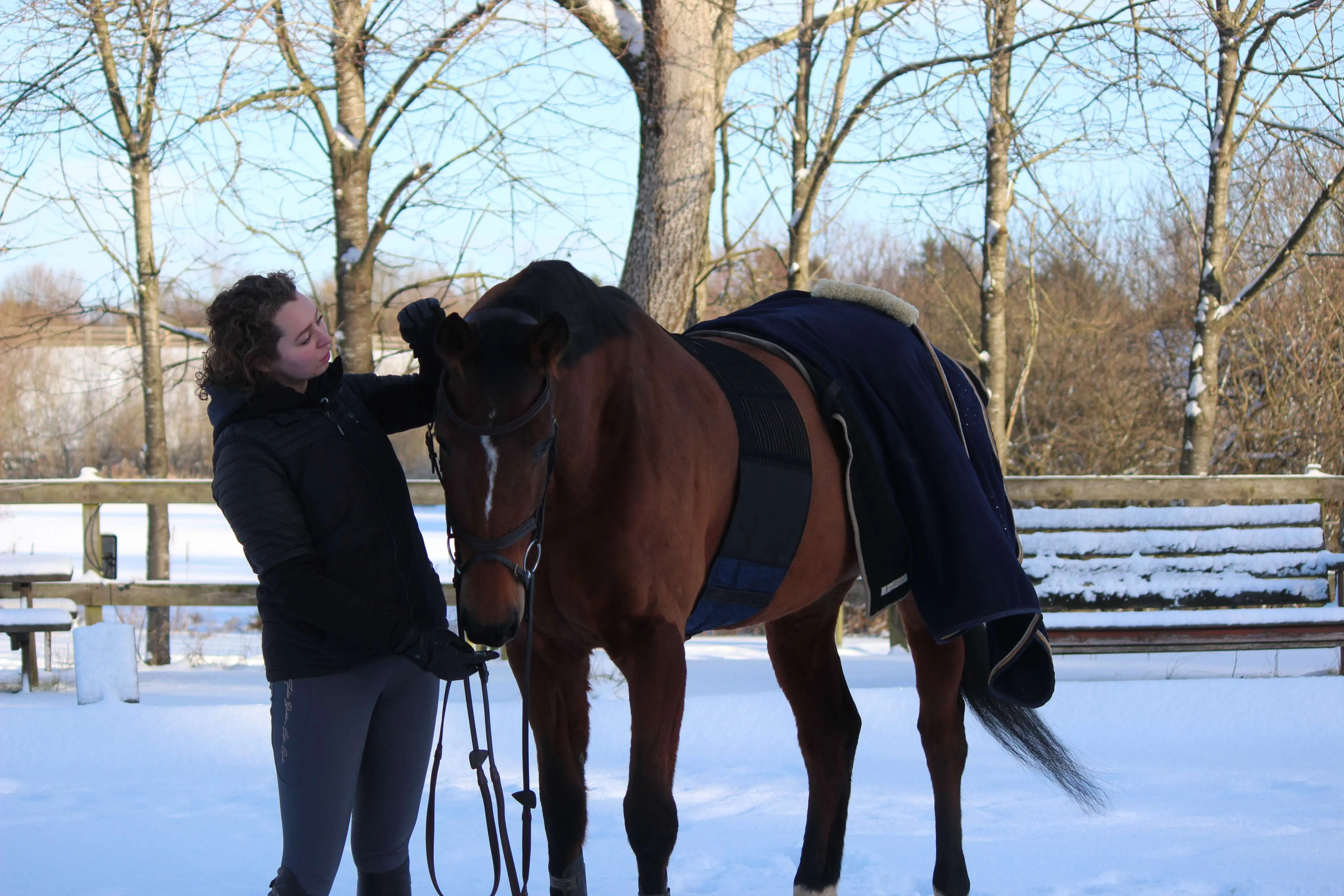 Cheval portant la Ceinture Intelligente dans un paddock hivernal